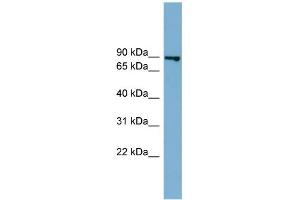WB Suggested Anti-FASTKD2 Antibody Titration: 0. (FASTKD2 antibody  (Middle Region))