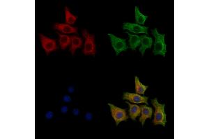 ABIN7094270 and ABIN7098317 staining HepG2 cells by IF/ICC.