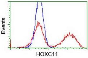 HEK293T cells transfected with either RC201475 overexpress plasmid (Red) or empty vector control plasmid (Blue) were immunostained by anti-HOXC11 antibody (ABIN2454334), and then analyzed by flow cytometry. (HOXC11 antibody)
