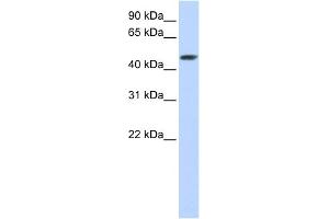 WB Suggested Anti-SULT2B1 Antibody Titration:  0. (SULT2B1 antibody  (C-Term))