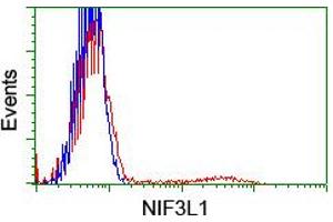 Image no. 8 for anti-NIF3 NGG1 Interacting Factor 3-Like 1 (NIF3L1) antibody (ABIN1496615) (NIF3L1 antibody)