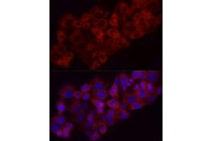 Immunofluorescence (IF) image for anti-Heme Oxygenase (Decycling) 1 (HMOX1) (AA 1-288) antibody (ABIN3021907)