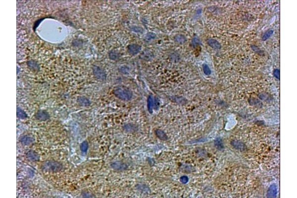 PEX13 antibody  (C-Term)