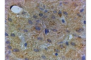 ABIN5539879 (xµg/ml) staining of paraffin embedded Human Liver. (PEX13 antibody  (C-Term))