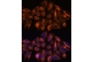 Immunofluorescence (IF) image for anti-Matrix Metallopeptidase 25 (MMP25) (AA 350-540) antibody (ABIN7268422)