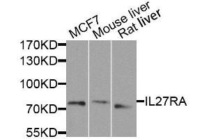 Western blot analysis of extracts of various cell lines, using IL27RA antibody. (IL27 Receptor alpha antibody  (AA 33-283))