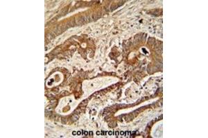 Immunohistochemistry (IHC) image for anti-Ethylmalonic Encephalopathy 1 (ETHE1) antibody (ABIN3002726) (ETHE1 antibody)