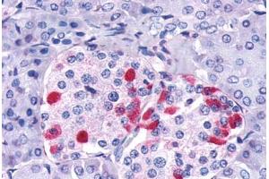 Anti-GIPR antibody  ABIN1048660 IHC staining of human pancreas, islet of Langerhans. (GIPR antibody  (Cytoplasmic Domain))