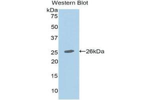 Western Blotting (WB) image for anti-Mucin 2, Oligomeric Mucus/gel-Forming (MUC2) (AA 5075-5179) antibody (ABIN1078337) (MUC2 antibody  (AA 5075-5179))