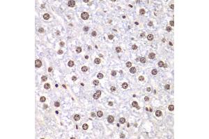 Immunohistochemistry of paraffin-embedded mouse liver using TOP1 antibody. (Topoisomerase I antibody)