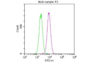 Overlay histogram showing Hela cells stained with ABIN7161178 (red line). (Nestin antibody)