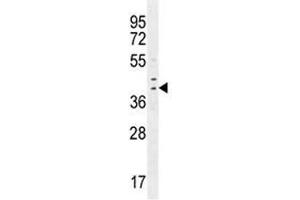 IRF1 antibody western blot analysis in MDA-MB231 lysate. (IRF1 antibody  (AA 260-286))