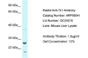 Western Blotting (WB) image for anti-Thymidine Kinase 1, Soluble (TK1) (Middle Region) antibody (ABIN971881) (TK1 antibody  (Middle Region))
