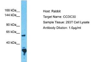 Host: Rabbit Target Name: CCDC30 Sample Tissue: Human 293T Whole Cell Antibody Dilution: 1ug/ml (CCDC30 antibody  (N-Term))
