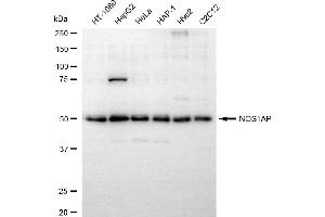 anti-Nitric Oxide Synthase 1 (Neuronal) Adaptor Protein (NOS1AP) antibody