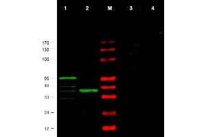 Image no. 1 for anti-Checkpoint Kinase 1 (CHEK1) (AA 312-327) antibody (ABIN401324) (CHEK1 antibody  (AA 312-327))