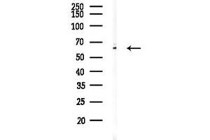 anti-G Protein-Coupled Receptor 97 (GPR97) (N-Term) antibody
