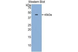 Detection of Recombinant APOE, Rat using Polyclonal Antibody to Apolipoprotein E (APOE) (APOE antibody  (AA 19-168))
