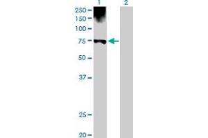 Western Blot analysis of PGM1 expression in transfected 293T cell line by PGM1 MaxPab polyclonal antibody. (Phosphoglucomutase 1 antibody  (AA 1-562))