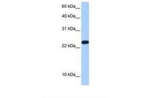 Image no. 1 for anti-Chromosome 19 Open Reading Frame 24 (C19orf24) (N-Term) antibody (ABIN6737957) (C19orf24 antibody  (N-Term))