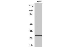 Western Blotting (WB) image for anti-Pituitary Tumor-Transforming 1/2/3 (PTTG1/2/3) (Internal Region) antibody (ABIN3177048) (PTTG1/2/3 antibody  (Internal Region))