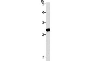 Western Blotting (WB) image for anti-Paired Box 5 (PAX5) antibody (ABIN2426335)