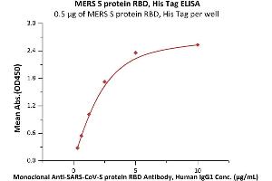 MERS-Coronavirus Spike Protein (MERS-CoV S) (RBD) (Active) protein (His tag)
