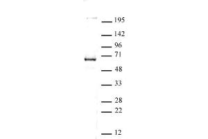 CoREST antibody (pAb) tested by Western blot. (CoREST antibody  (C-Term))