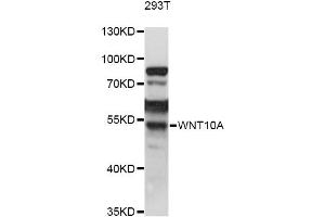 Western blot analysis of extracts of 293T cells, using WNT10A antibody (ABIN6292348) at 1:1000 dilution. (WNT10A antibody)