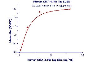 Immobilized Human B7-2, Fc Tag  with a linear range of 1-6. (CTLA4 Protein (AA 37-162) (His tag))