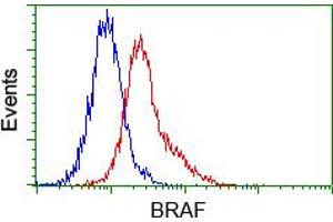 Image no. 2 for anti-B-Raf proto-oncogene, serine/threonine kinase (BRAF) antibody (ABIN1496953) (BRAF antibody)