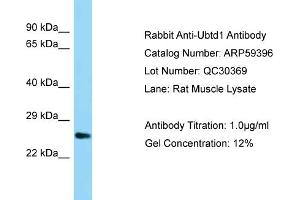 Western Blotting (WB) image for anti-Ubiquitin Domain Containing 1 (UBTD1) (C-Term) antibody (ABIN971974) (UBTD1 antibody  (C-Term))