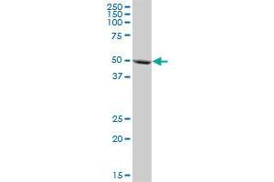 Western Blotting (WB) image for anti-Cytochrome P450, Family 3, Subfamily A, Polypeptide 5 (CYP3A5) (AA 1-502) antibody (ABIN514841)