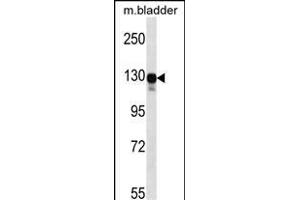 Mouse Map3k6 Antibody (N-term) (ABIN657839 and ABIN2846801) western blot analysis in mouse bladder tissue lysates (35 μg/lane). (MAP3K6 antibody  (N-Term))