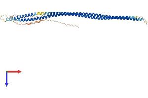 Keratin 33B (KRT33B) (AA 1-404) protein (His tag)