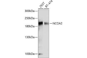 Western blot analysis of extracts of various cell lines, using NCO antibody (ABIN6129656, ABIN6144413, ABIN6144414 and ABIN7101354) at 1:1000 dilution. (NCOA2 antibody  (AA 550-820))