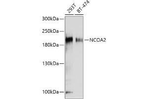 Western blot analysis of extracts of various cell lines, using NCO antibody (ABIN6129656, ABIN6144413, ABIN6144414 and ABIN7101354) at 1:1000 dilution. (NCOA2 antibody  (AA 550-820))