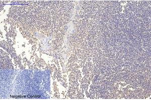 Immunohistochemical analysis of paraffin-embedded human tonsil tissue.