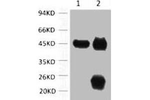 1) Input: Mouse Brain Tissue Lysate 2) IP product: IP dilute 1: 200 (Actin antibody)