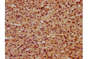 IHC image of ABIN7166985 diluted at 1:500 and staining in paraffin-embedded human adrenal gland tissue performed on a Leica BondTM system.