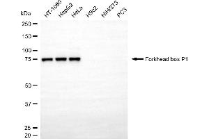 Western blotting analysis using forkhead box P1 antibody (ABIN7798650). (FOXP1 antibody)