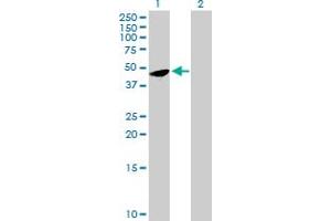 Western Blot analysis of FAM110B expression in transfected 293T cell line by FAM110B MaxPab polyclonal antibody. (FAM110B antibody  (AA 1-370))
