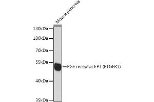 Western blot analysis of extracts of mouse pancreas, using PGE receptor EP1 (PGE receptor EP1 (PTGER1)) antibody (ABIN6134823, ABIN6146399, ABIN6146401 and ABIN6215919) at 1:1000 dilution. (PTGER1 antibody  (AA 300-400))