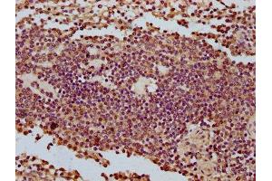 IHC image of ABIN7149130 diluted at 1:500 and staining in paraffin-embedded human spleen tissue performed on a Leica BondTM system. (CCDC56 antibody  (AA 2-57))