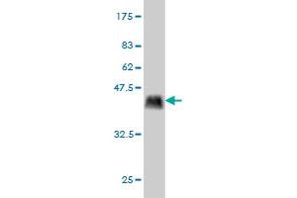 PPIG antibody  (AA 13-106)