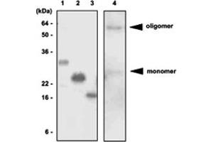 Western blot analysis of recombinant proteins and mouse liver lysates. (ADIPOQ antibody  (AA 15-244))