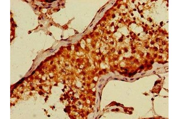 CDT2/RAMP antibody  (AA 393-550)