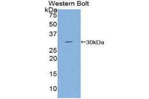 Western Blotting (WB) image for anti-DAG Kinase gamma (AA 287-524) antibody (ABIN1858631) (DGKG antibody  (AA 287-524))