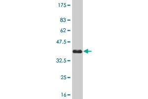 Western Blot detection against Immunogen (36. (MAK antibody  (AA 358-457))