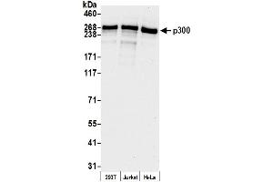 Western Blotting (WB) image for anti-E1A Binding Protein P300 (EP300) (AA 950-1000) antibody (ABIN7454616)